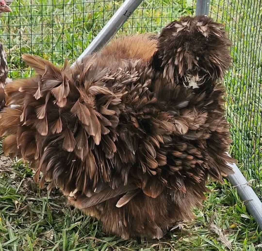 12+ Silkie, Satin, Frizzle Show Quality Hatching Eggs, NPIP Cert