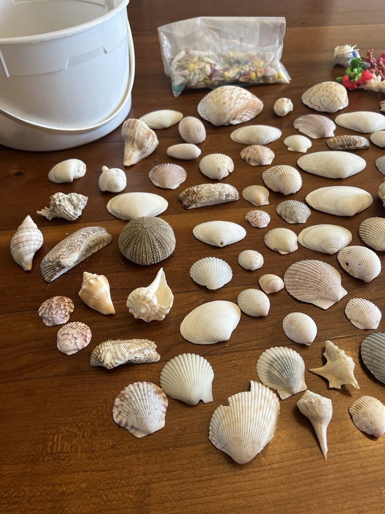 Mixed Seashells S/M Assorted Craft Shells Mix 1-3" 80+ pcs