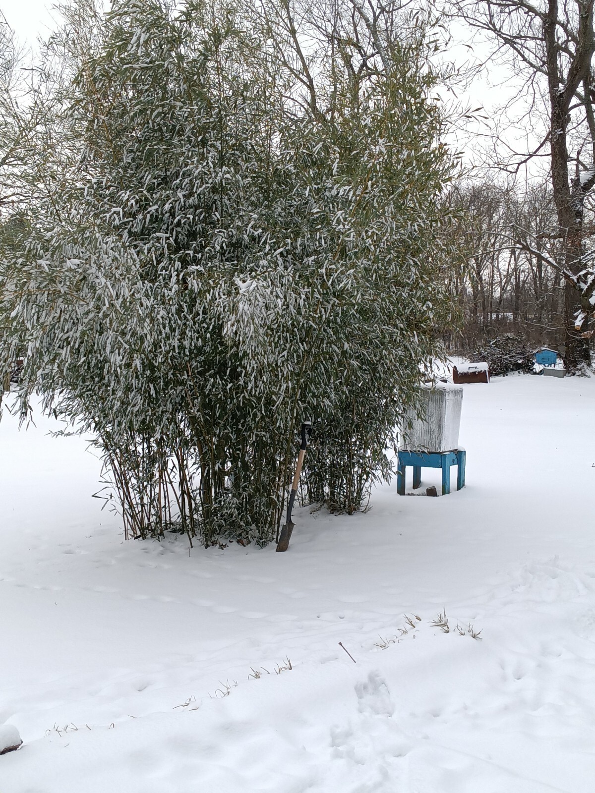 Fall Special MOSO Live Bamboo Root 6pc per order, 5 inches or longer each.