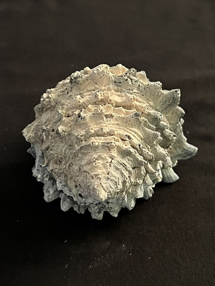 EXTINCT Fossilized VASE Shell From Central Florida & BONUS Shell.