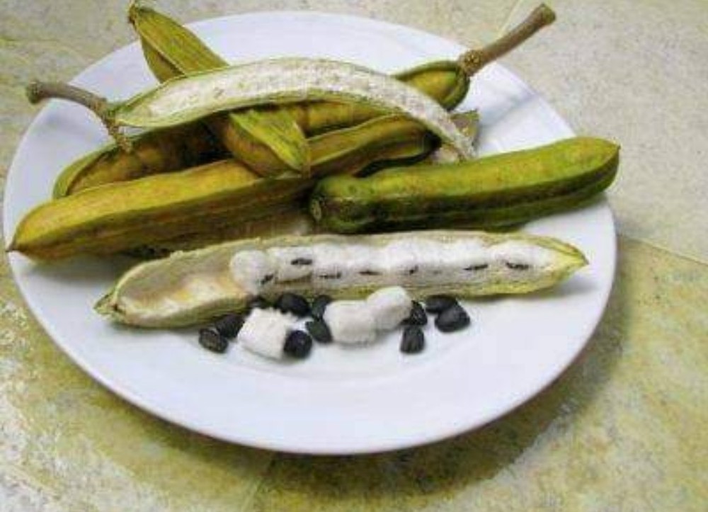 2-Live Trees Ice Cream Bean Tree 2-live Trees*