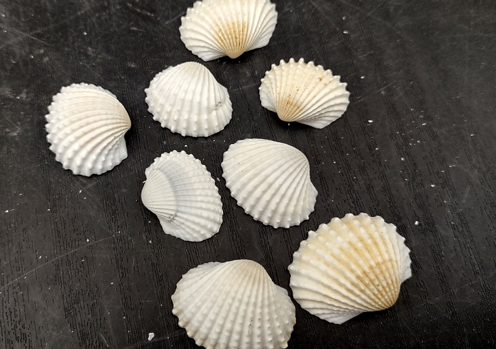 White Ark Clam Seashells Andara Granosa (approx. half cup 35+ shells 0.5+ in.)