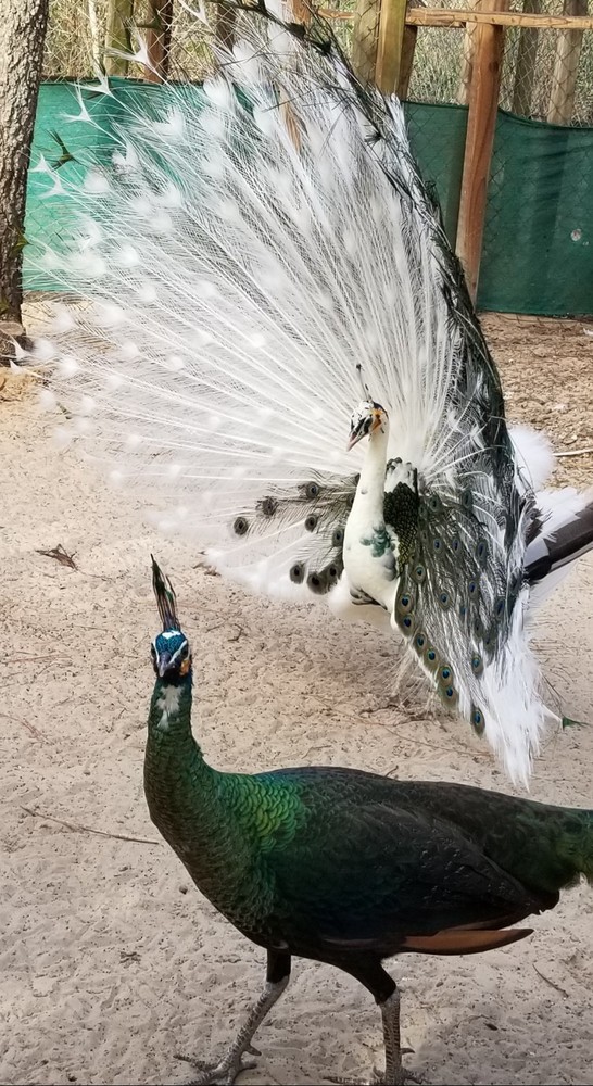 6+ VARIETY PACK PEACOCK PEAFOWL EGGS for HATCHING, Read Full Description