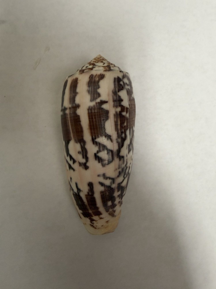 Large Cone Shell Black White Pattern Conus Sea Shell Specimen 4” Inches
