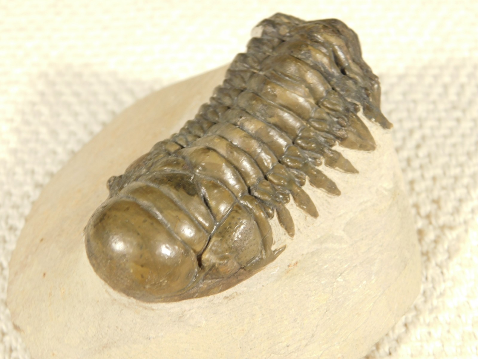 Larger! Crotalocephalina TRILOBITE Fossil 100% Natural Morocco 225gr