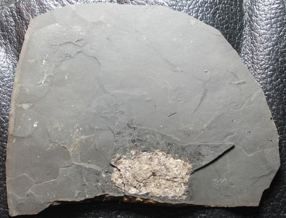 Big fossil fish coprolite