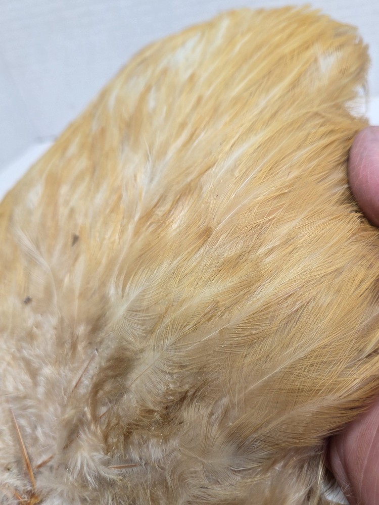 Two Ginger Saddle Hackles Fly Tying Materials Unbranded