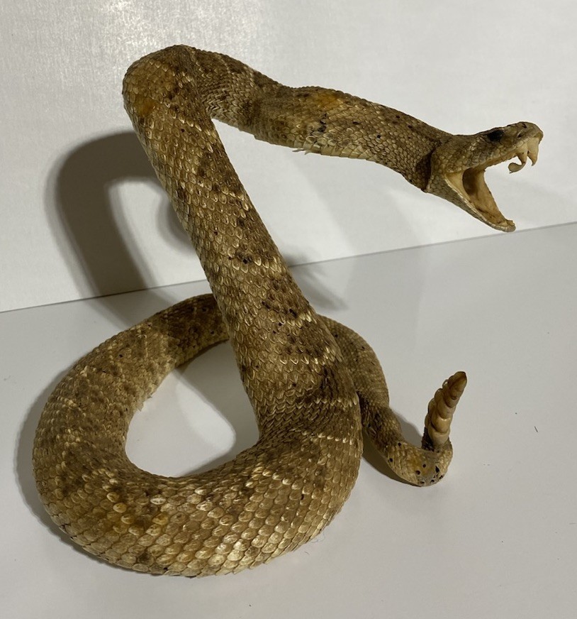 Rattlesnake Taxidermy Mount Rattle Snake Taxidermy Reptile - Cabin Western Decor