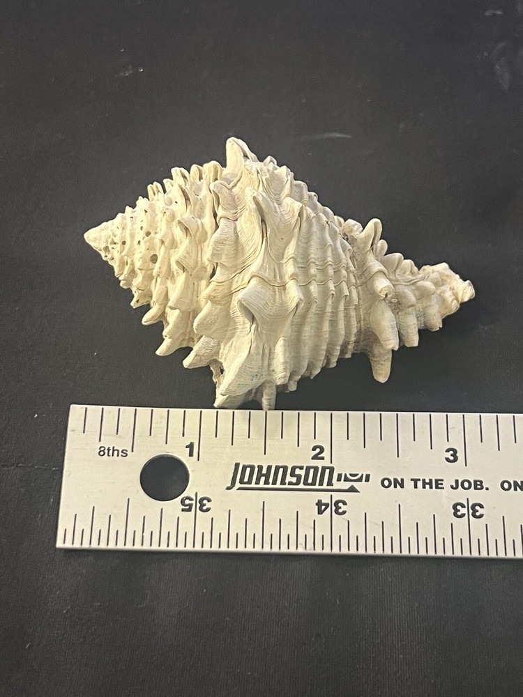EXTINCT Fossilized VASE Shell From Central Florida, Pliocene Era.