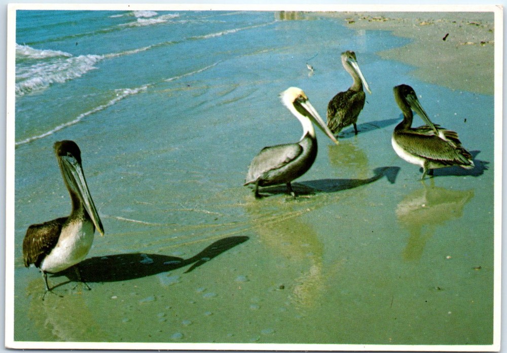 Postcard - Pelicans