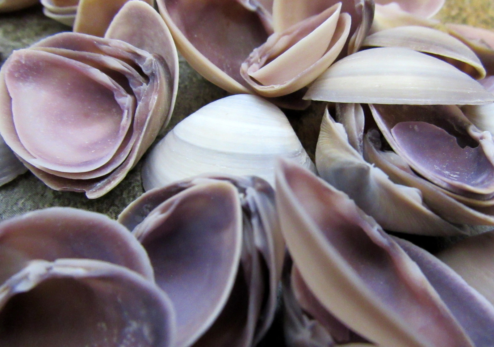 Purple Cay Cay Clam Seashells (approx. half cup 45+ shells 0.75+ inches)