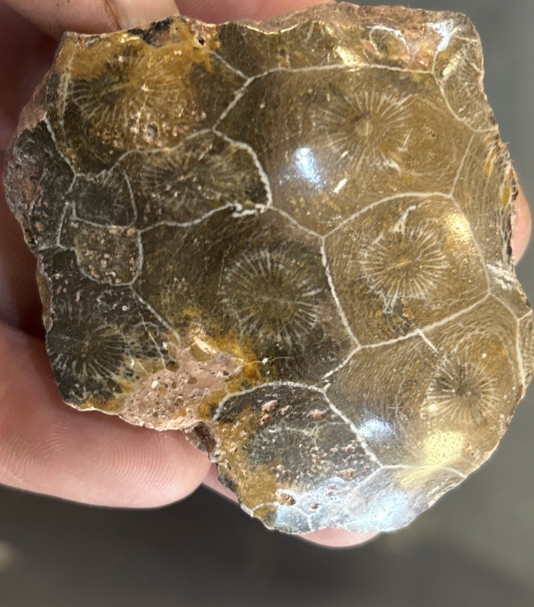 Petrified Coral End Polished