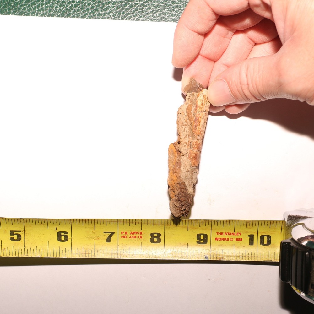 Dino Process Vertebra - Fossil Dinosaur Hell Creek Formation Cretaceous