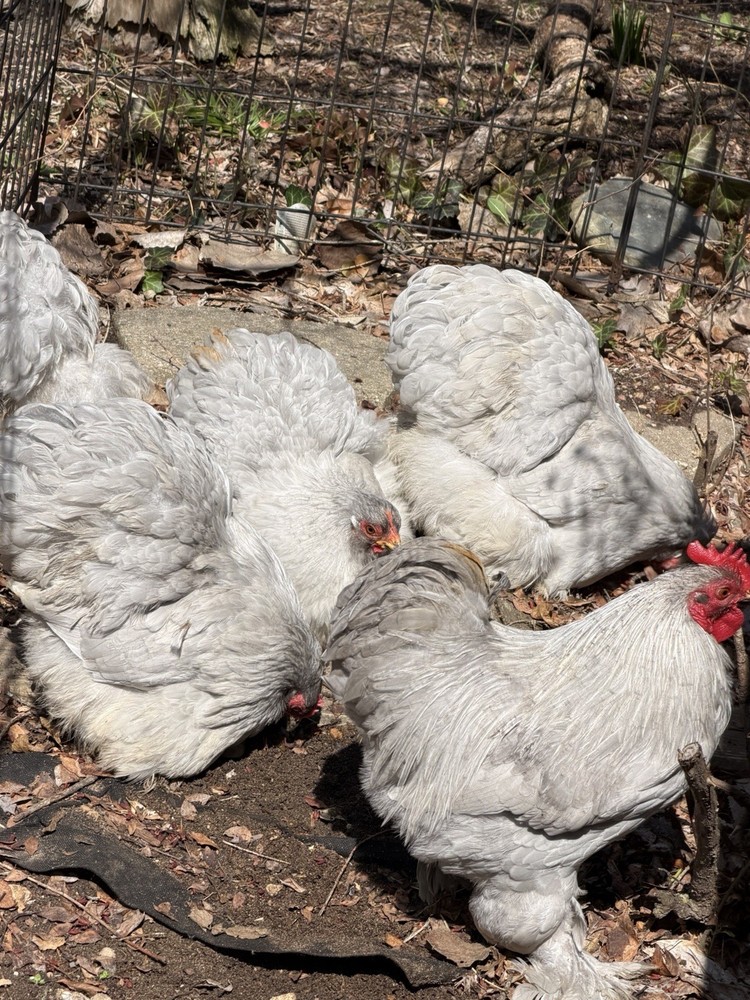 6+ Lavender (Self Blue) Bantam Cochin Hatching Eggs