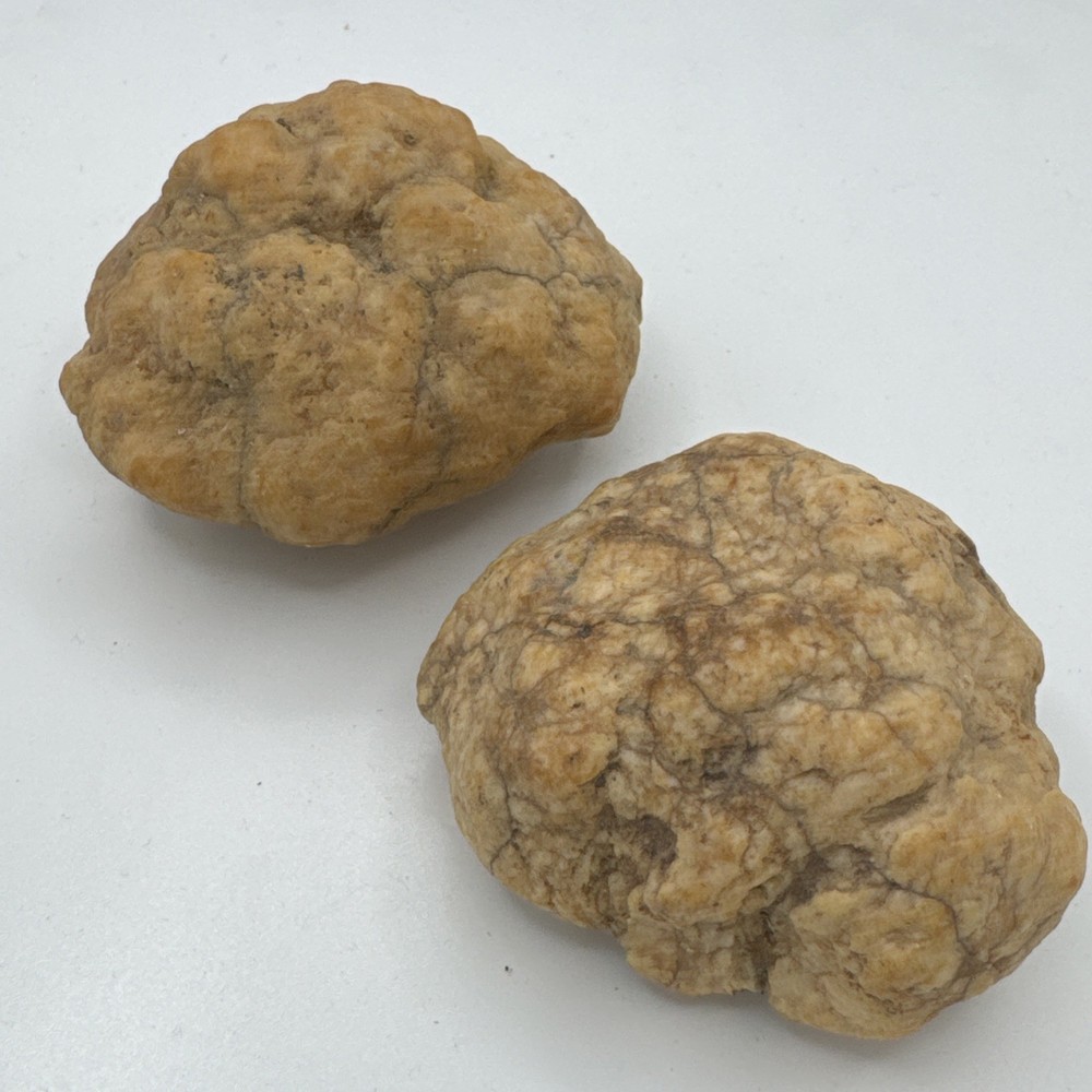 2-1/2” & 2-3/4” Samples Petrified TURTLE POOP Coprolite DUNG,