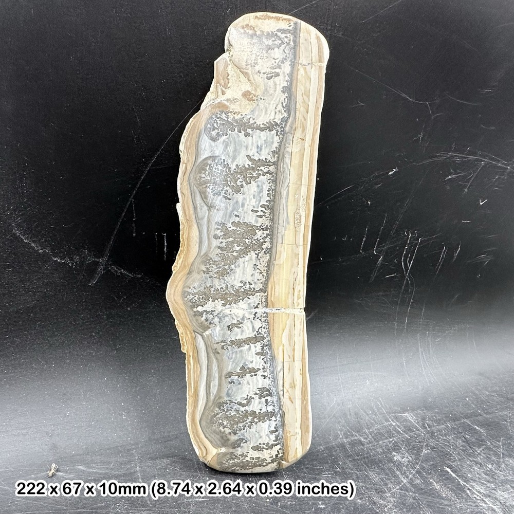 A-Grade Stromatolite Fossil, Algae Bacteria, Cotham Marble, triassic