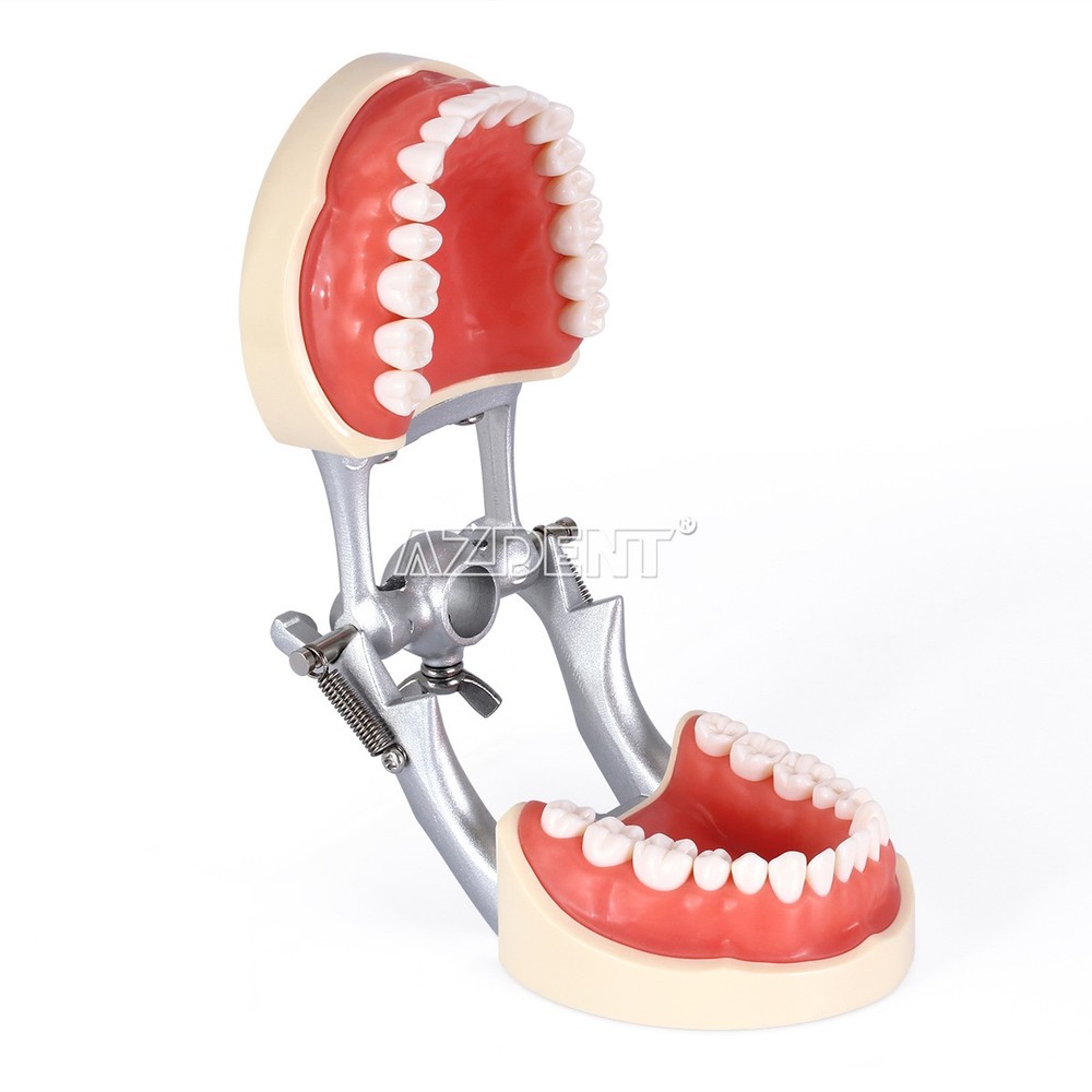 Dental Teeth Model With Removable Teeth Compatible with 200 teeth