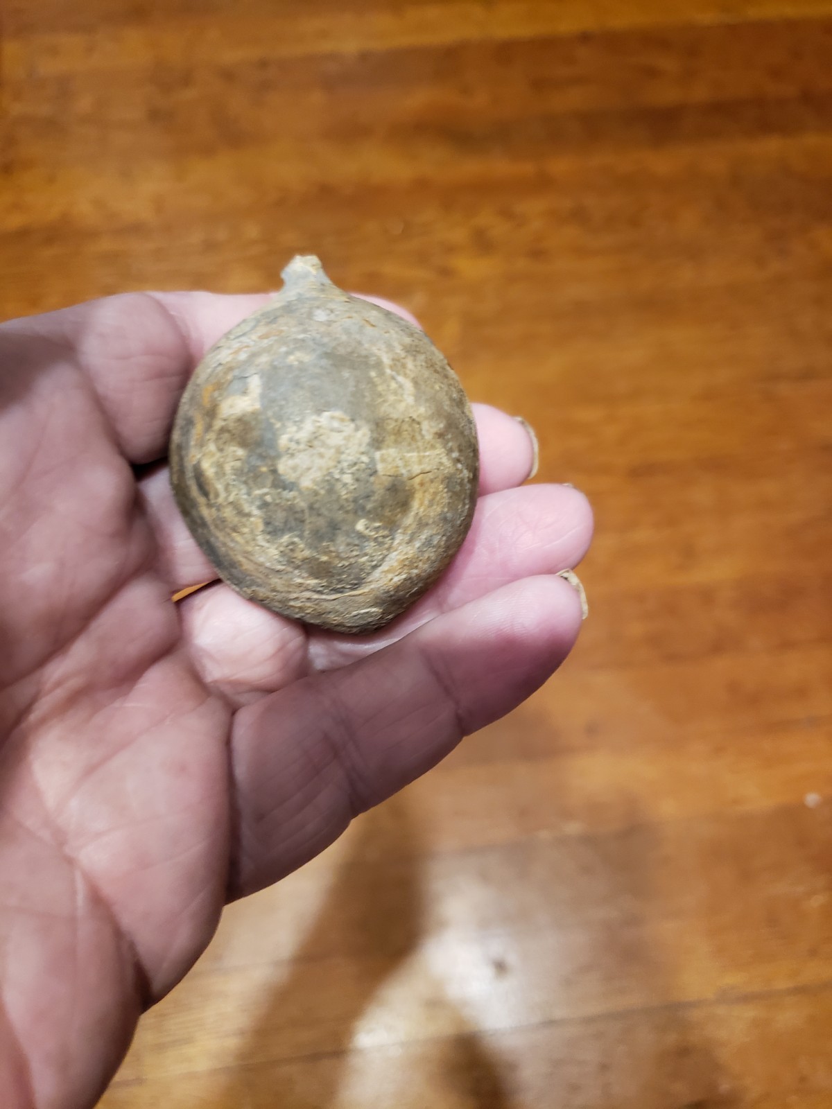 Huge Museum FOSSIL Cystoid Echinosphaerites aurantium 2.25"! Crinoid Trilobite !