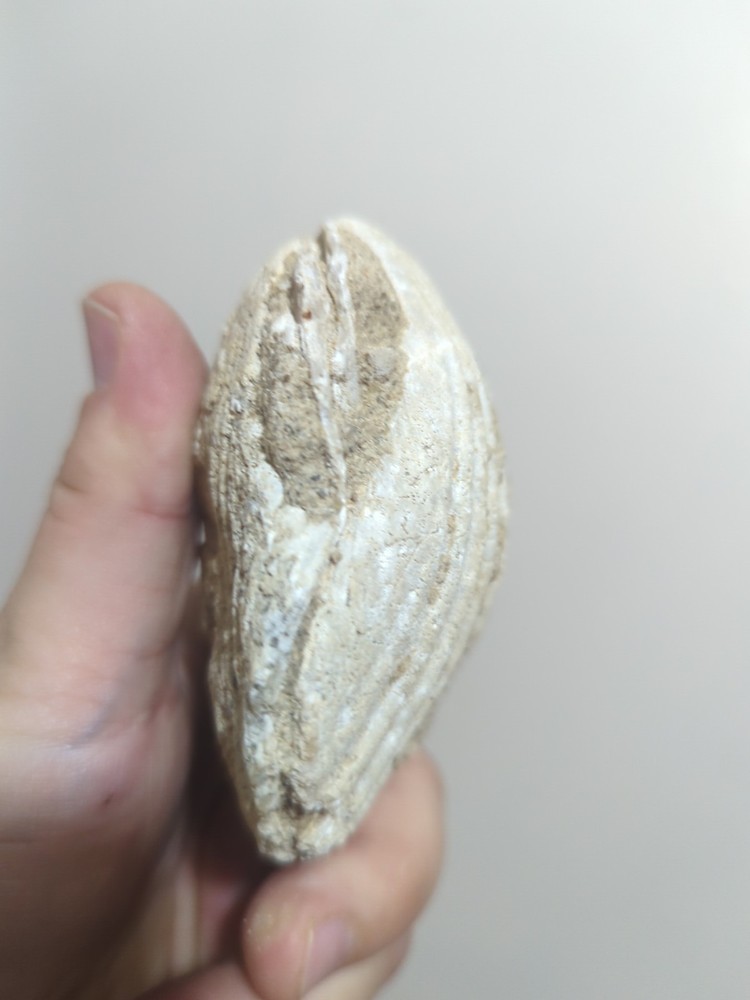 rare clam fossil