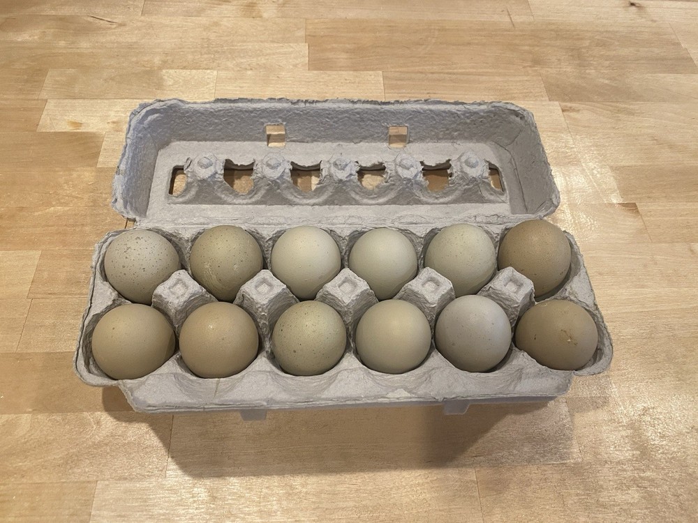 6 Green queen cross hatching eggs