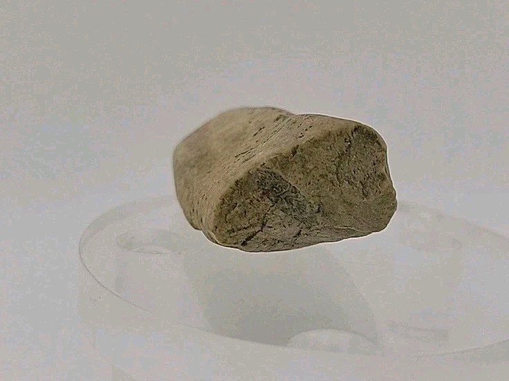 Fossil Dinosaur Permineralized Tooth T-rex 🦖