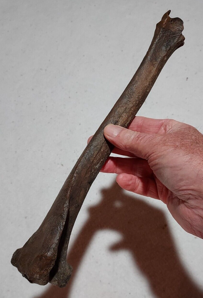 Deer Tibia Bone Fossil from Ice Age