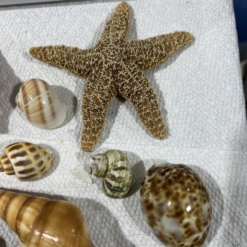 Sea Shells Entire Tub B4