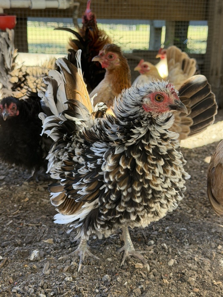 12 ++ Serama Hatching eggs NPIP/AI and PT Clean