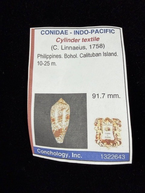 Conus Textile Shell 91.7mm Large Cone shell Bohol, Calituban Island W/Data
