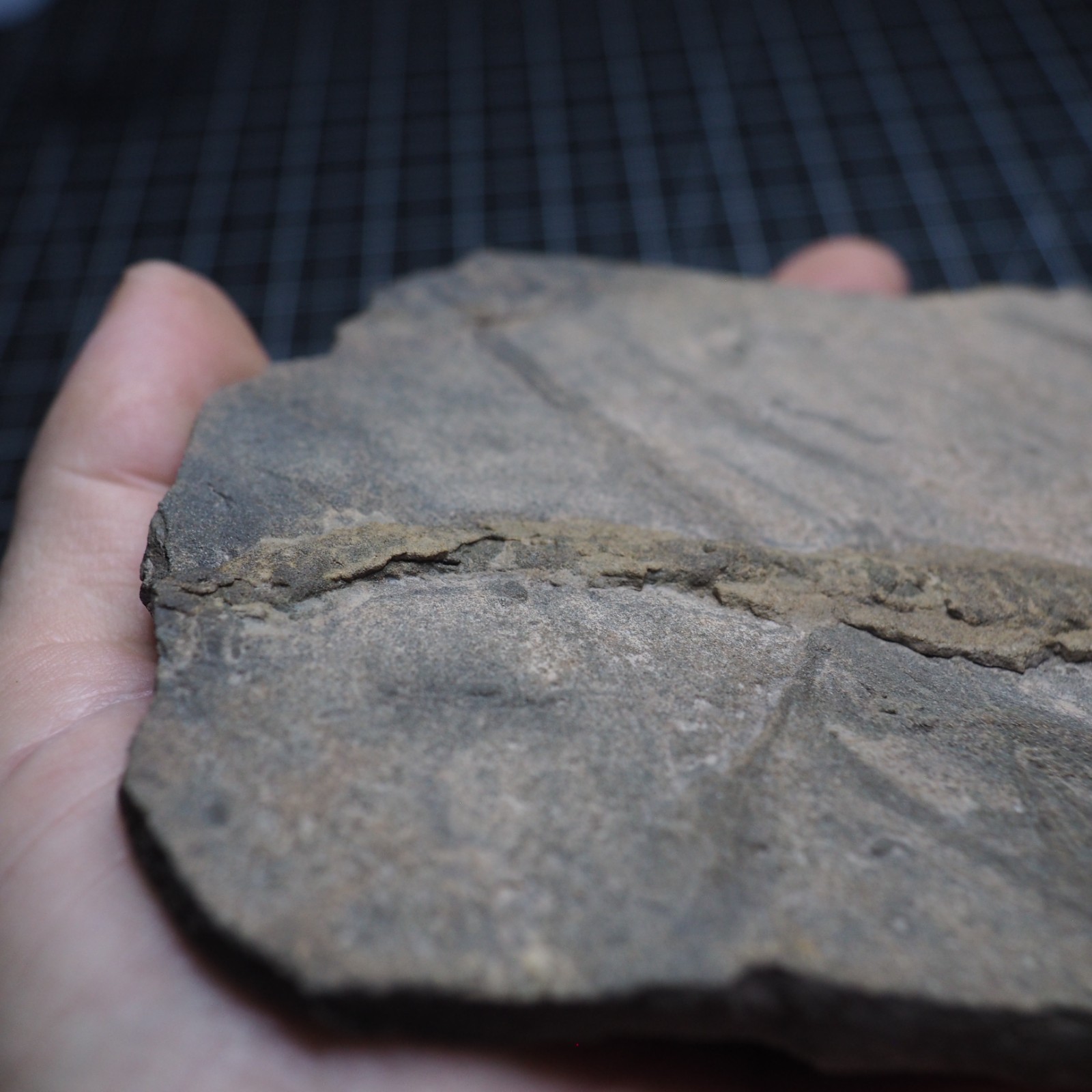 Trilobite Trace Fossil Cruziana Feeding Track Ordovician Morocco Star Trace