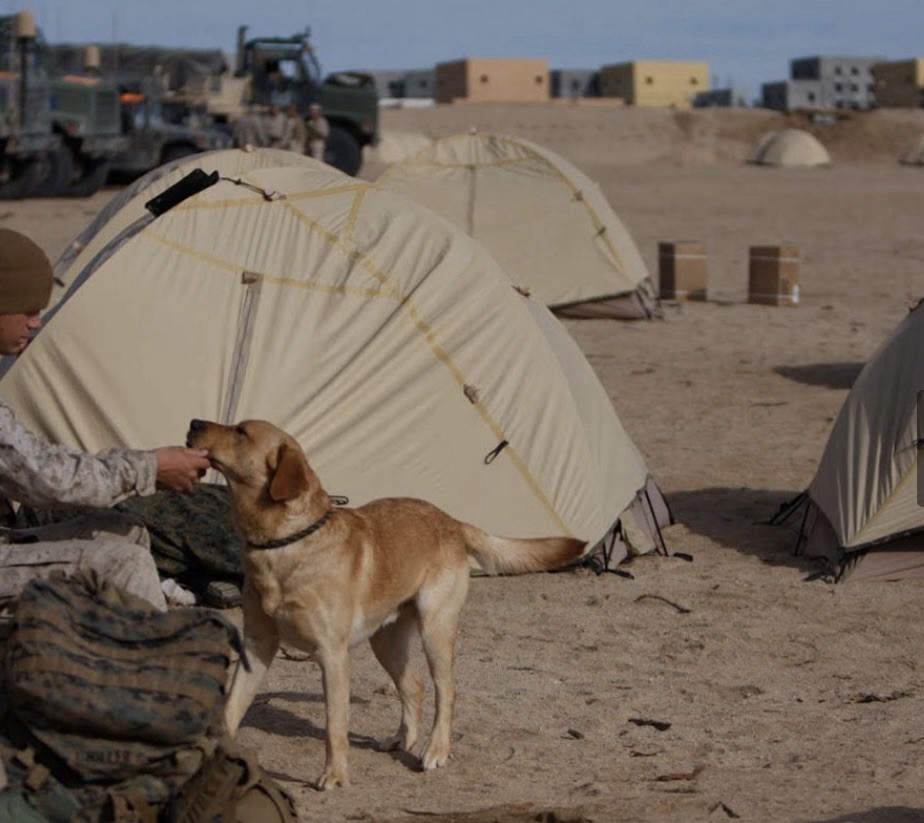 USMC Two Man Combat Tent Woodlands Camo Diamond Brand New old stock