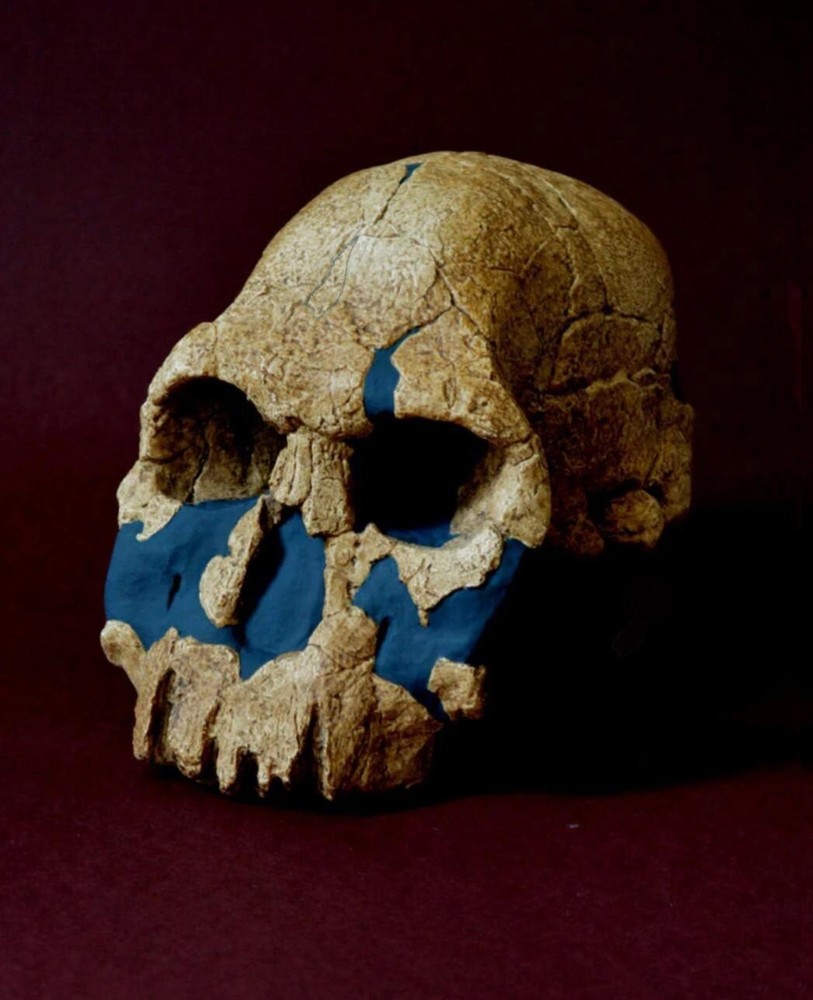 Homo Rudolfensis Skull Replica
