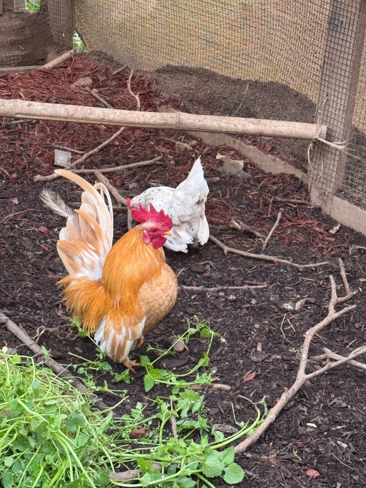 12+ 2 small Quality Serama Chicken Hatching Eggs