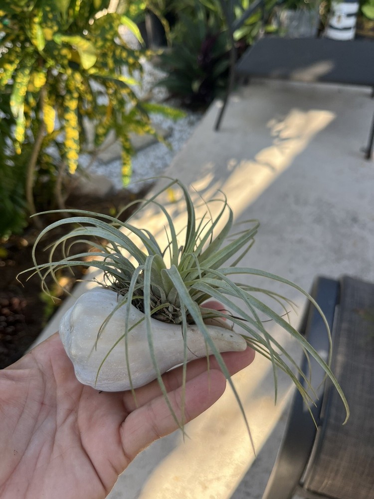 Conch Air Plant & Planter