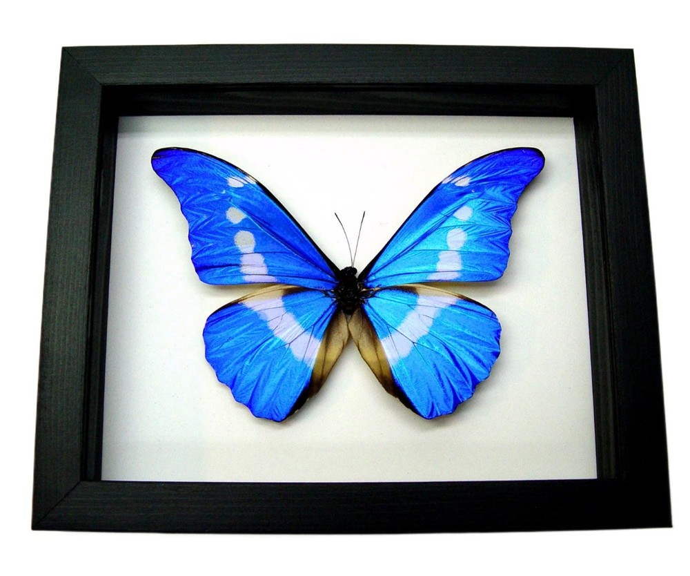Blue Morpho Butterfly - Real Specimen Framed Black Shadowbox