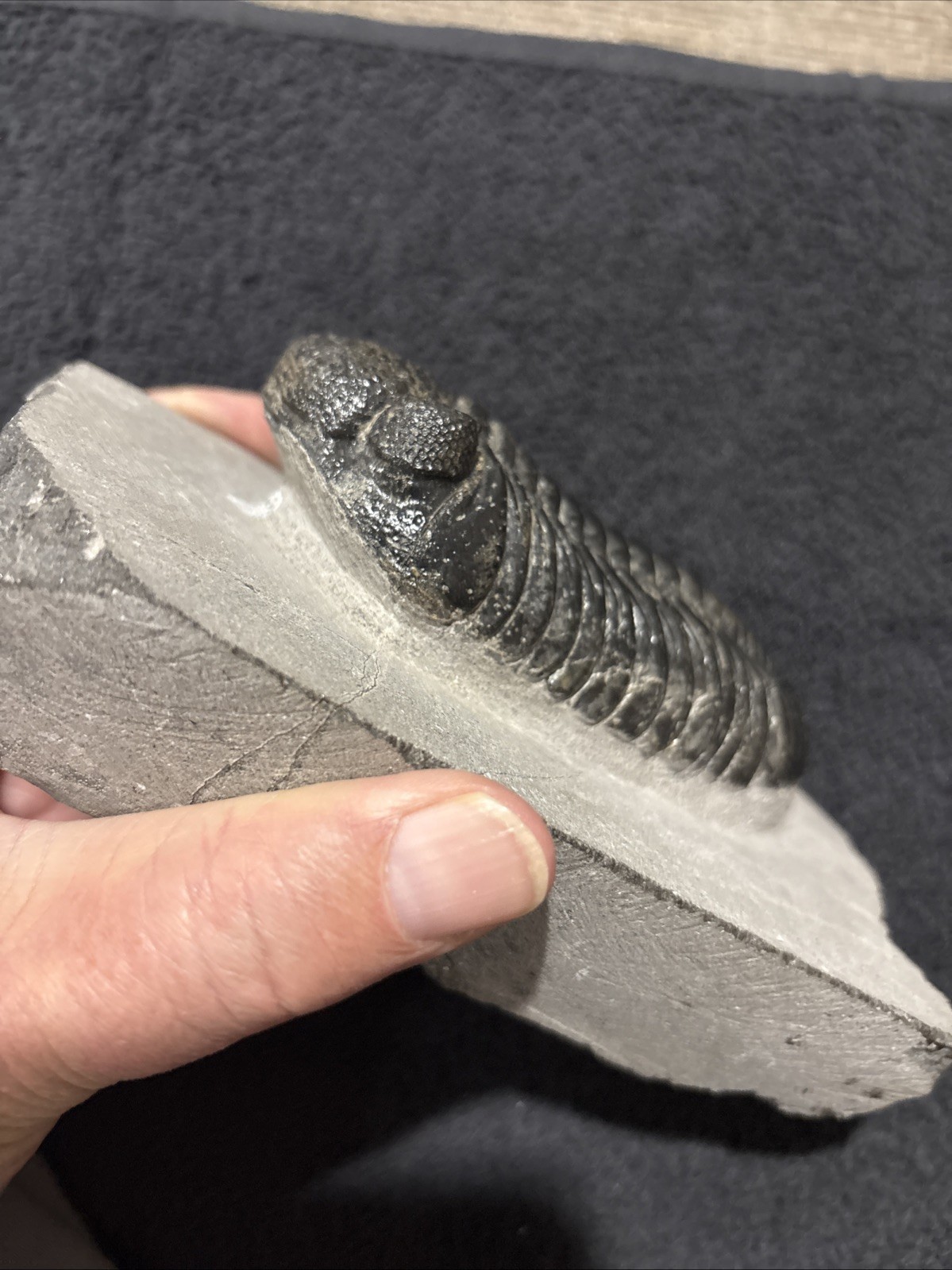 Really Nice Symmetrical 4 1/4+ Inches A Bit Shiny Oddly Cut Underneath Drotops