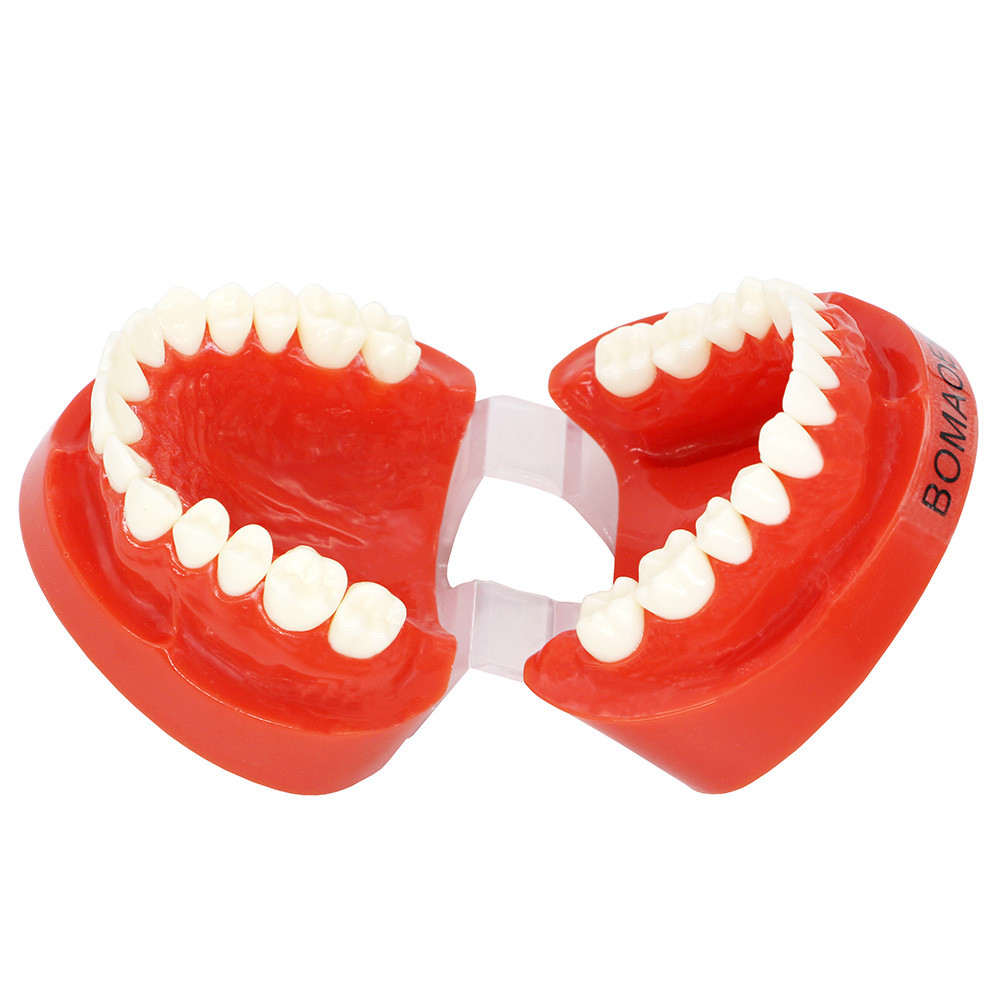 1:1 Adult Typodont Model, Standard Plastic Teeth Demonstration Study Model