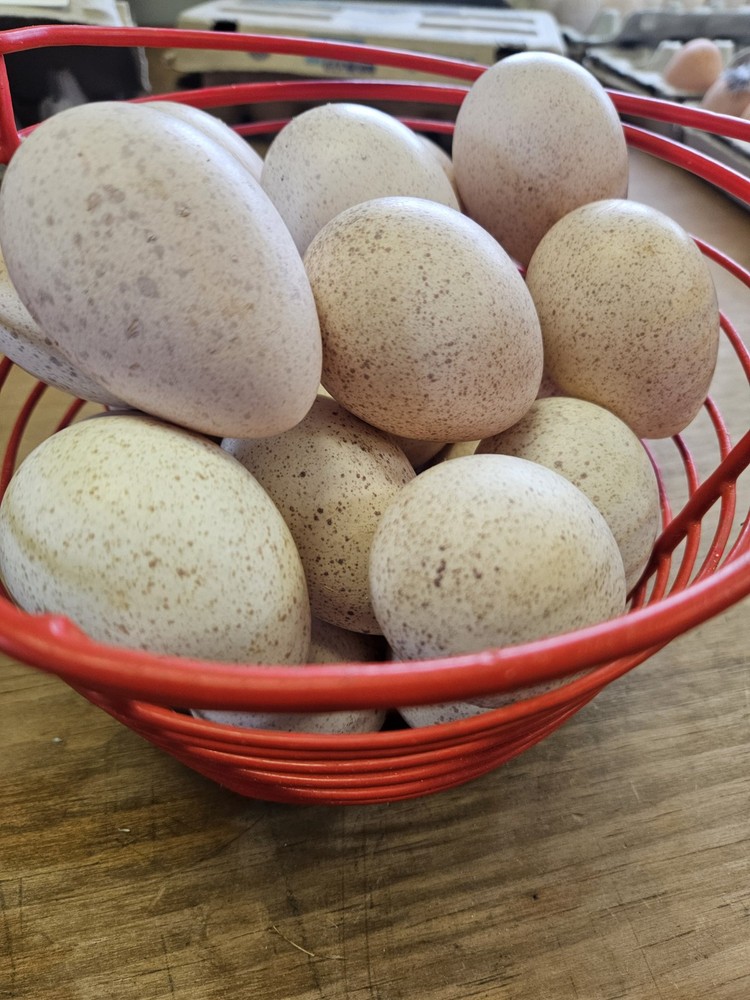 6 Bourbon Red Turkey Hatching Eggs