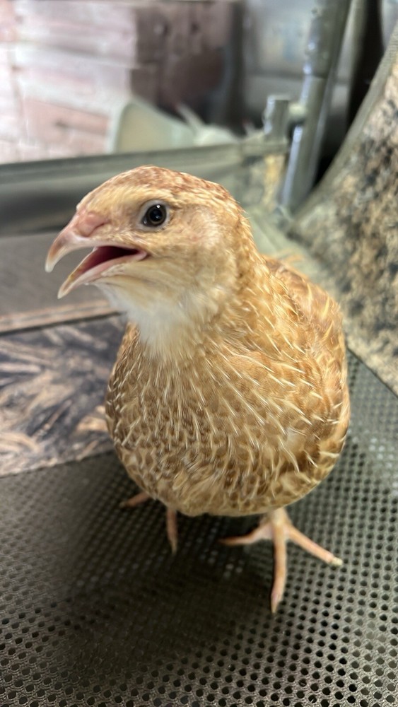 10 + mix count Ginger and Cinamon Quail Coturnix hatching eggs