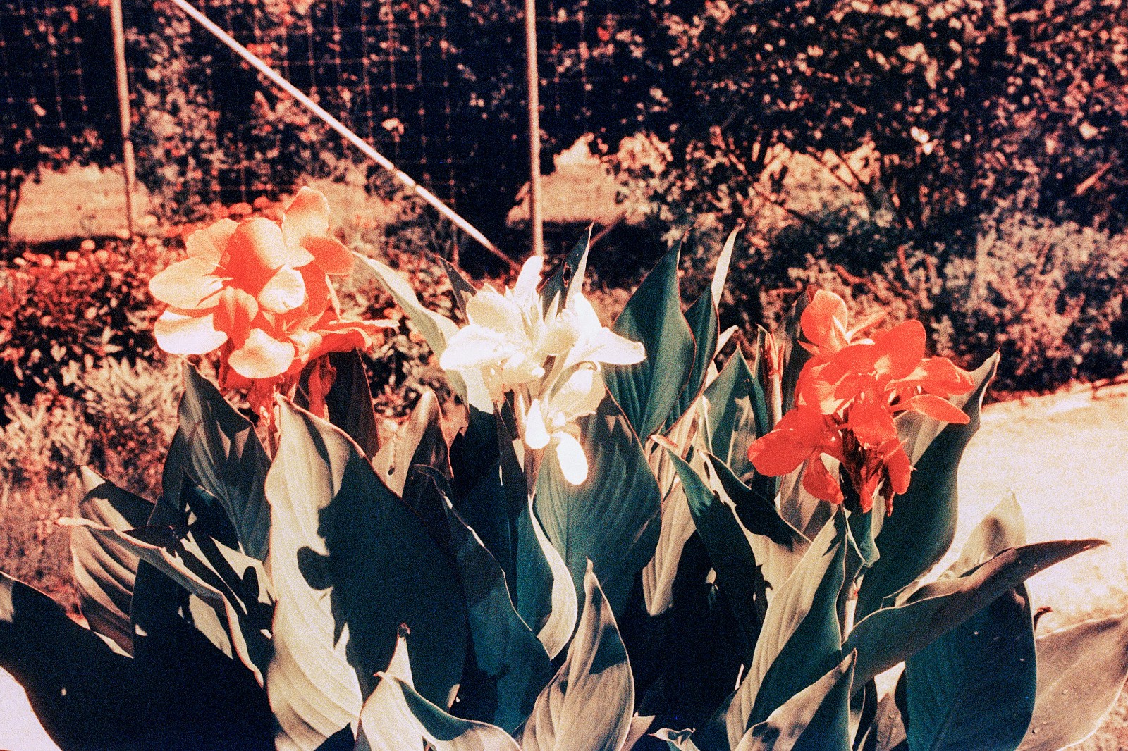 THE MARS PROJECT - BRAND NEW 35mm Color Negative Film 80 ISO - Experimental Fun