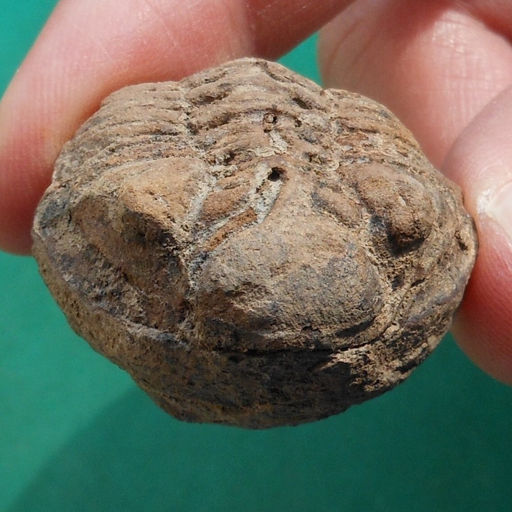 Trilobite, Eldredgeia eocryphaeus: Bolivia devonian trilobite fossil