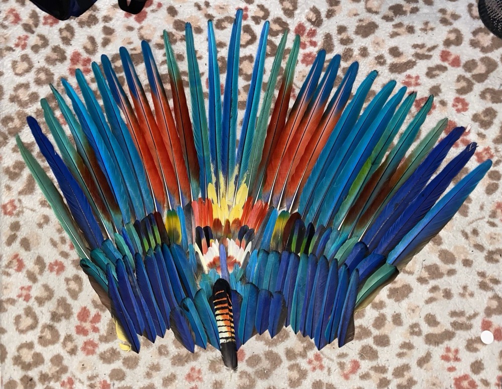 Macaw Feather Lot