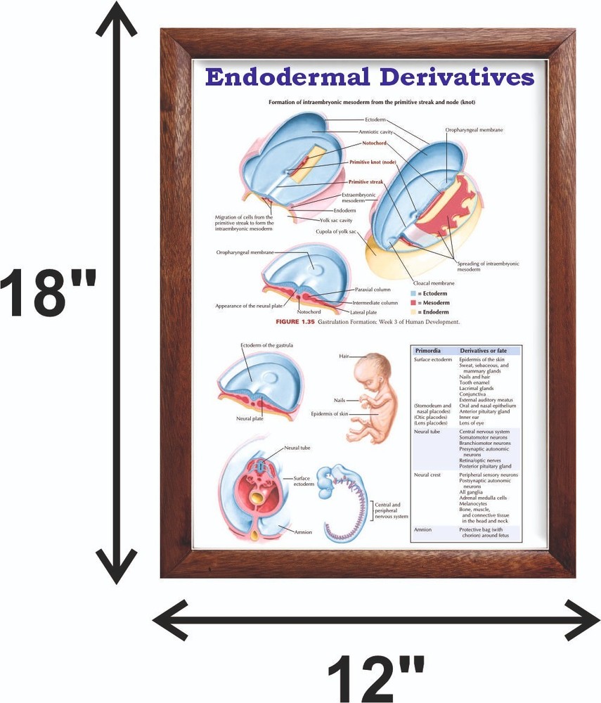 Endodermal Derivatives Chart 12x18 inches
