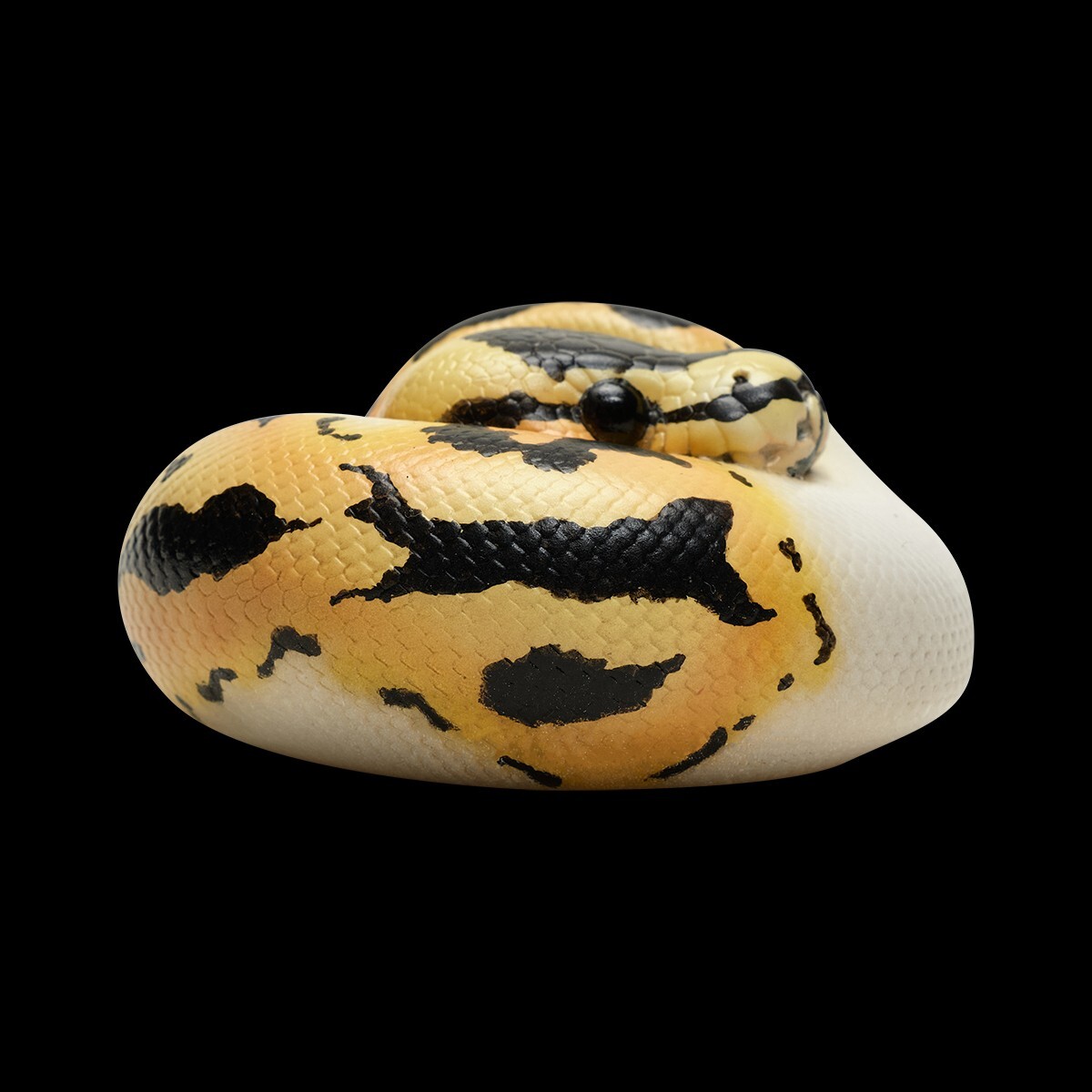 【In-Stock】 Animal Heavenly Body Pastel Pied Ball Python regius Snake Statue