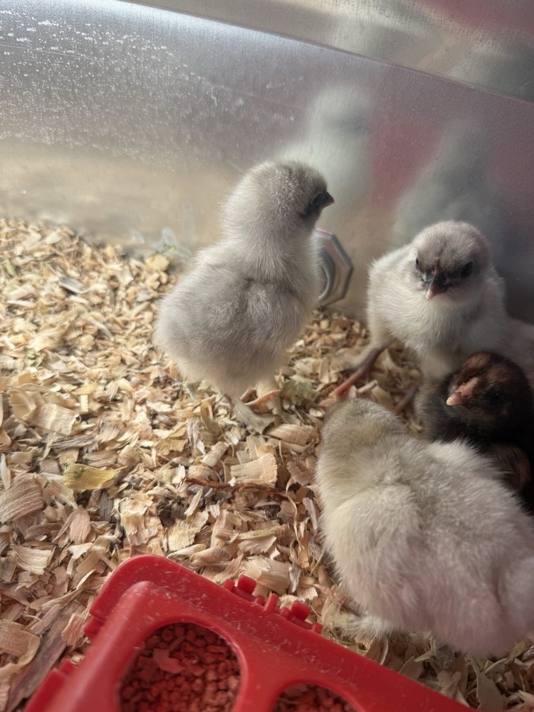 Blue Splash Maran Hatching Eggs 6+