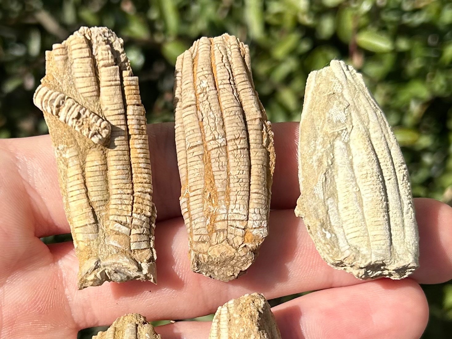 Alabama Fossil Crinoids LOT OF 5 Phanocrinus Bangor Limestone Mississippian Age