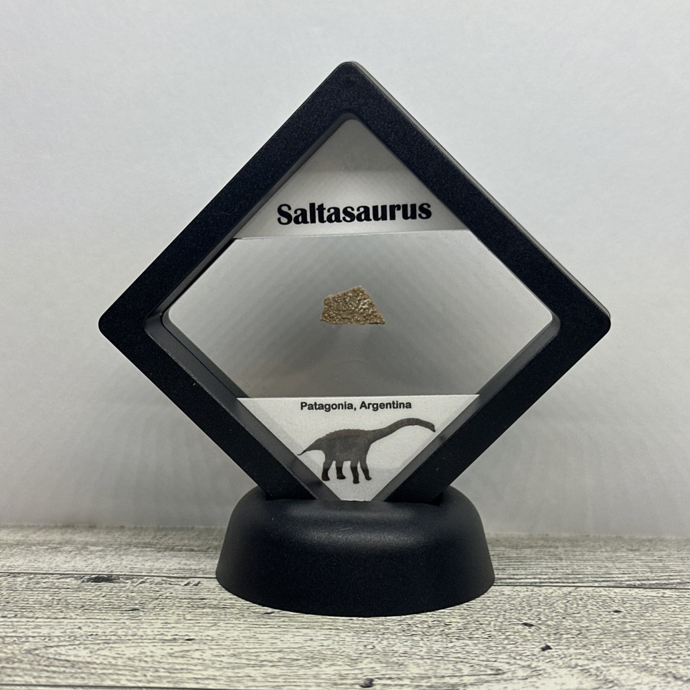 Saltasaurus Extinct Dinosaur Eggshell Fossil Piece in Display Case