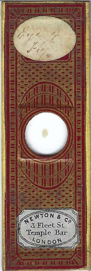 Fly Eye Microscope Slide