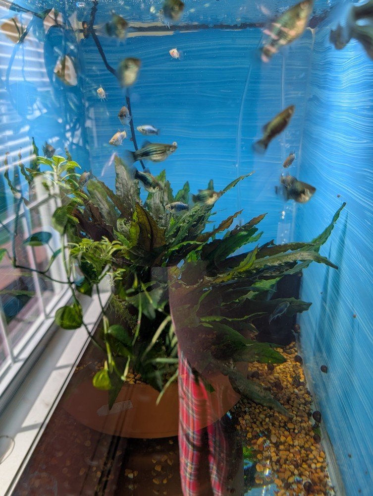 platy fish