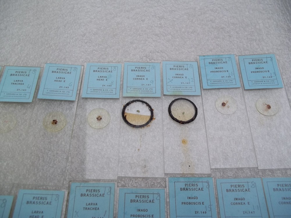 Vintage Glass Microscope Slides - 6 x Boxes